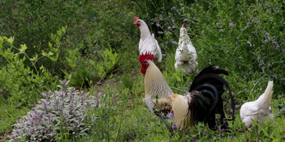 suche - Shuttle Dienst - Italien - Unser schöner Hahn mit seinen Hennen - Paalhof - Urlaub auf dem Bauernhof