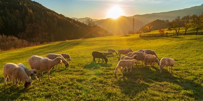 suche - Bettwäsche - Trentino-Südtirol - Unsere Herde Villnösser Brillenschafe - Paalhof - Urlaub auf dem Bauernhof