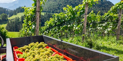 suche - Wäscherei/Wäscheservice - Trentino-Südtirol - Bei der Traubenernte - Paalhof - Urlaub auf dem Bauernhof