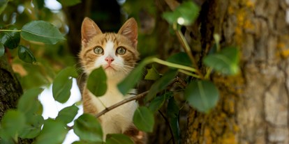 suche - Garten - Unser Katze - Singerhof - Urlaub auf dem Bauernhof