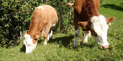 suche - Frühstück - Trentino-Südtirol - Unsere Kühe auf der Weide - Kienzlhof