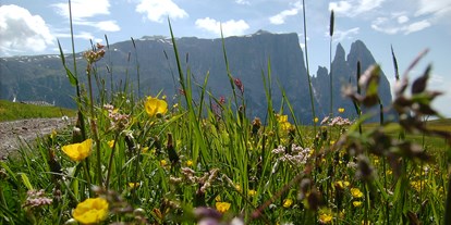 suche - Kategorie Urlaub auf dem Bauernhof: 3 Blumen - Kastelruth - Die Seiser Alm im Sommer - Kienzlhof