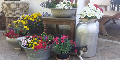 suche - Kleine Haustiere erlaubt - Völs am Schlern - Kätzchen mit Blumen - Ferienbauernhof Masunerhof
