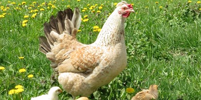 suche - Garten - Italien - Henne mit frisch geschlüpften Kücken - Strumpflunerhof