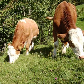 Unterkunft: Unsere Kühe auf der Weide - Kienzlhof