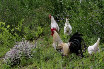 Unterkunft: Unser schöner Hahn mit seinen Hennen - Paalhof - Urlaub auf dem Bauernhof