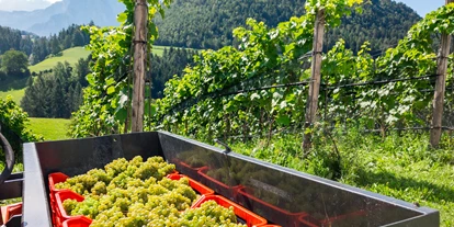 suche - WLAN - Italien - Bei der Traubenernte - Paalhof - Urlaub auf dem Bauernhof