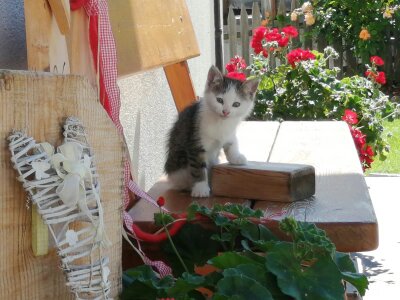 Unterkunft: Bauernhof Parnoa