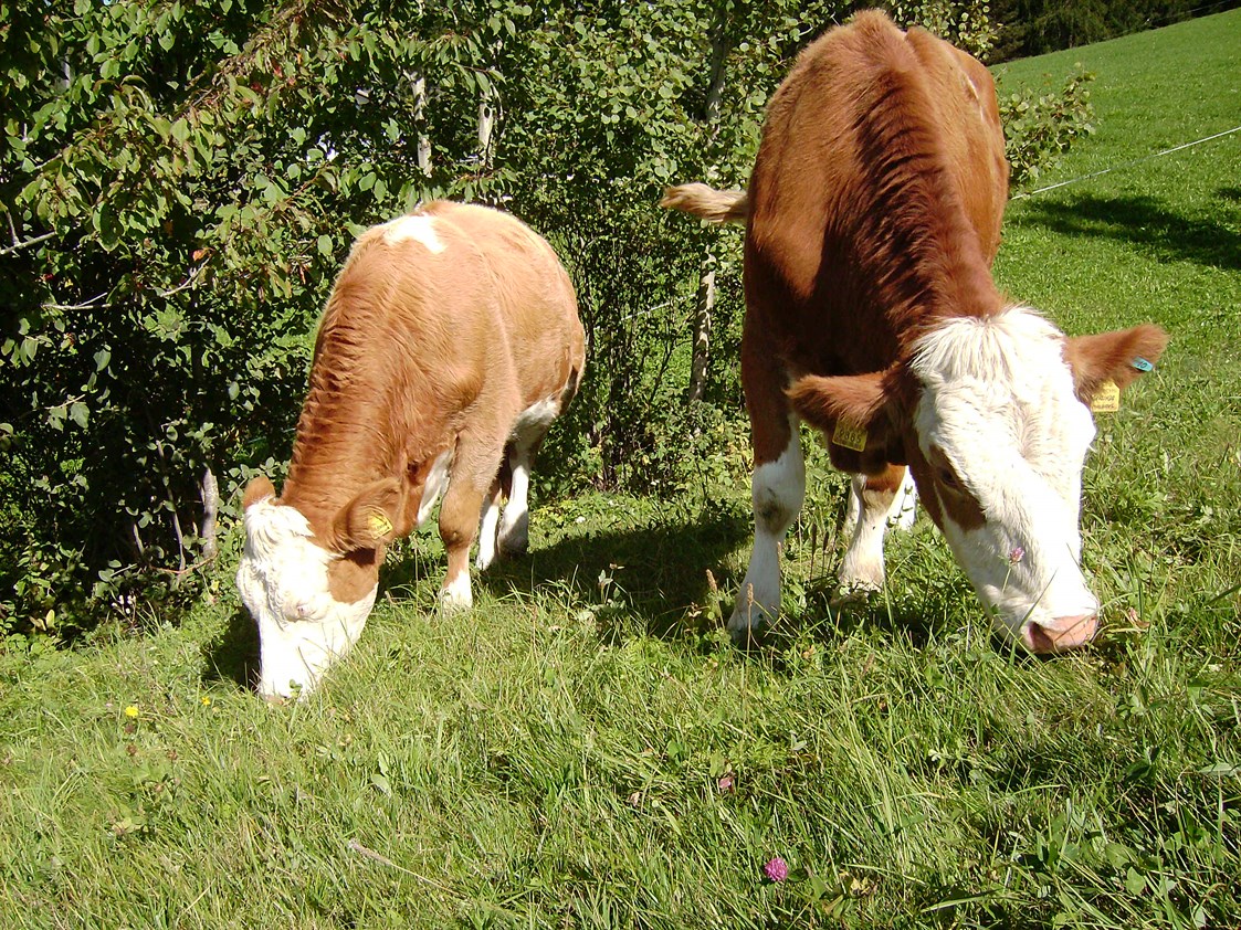 Unterkunft: Unsere Kühe auf der Weide - Kienzlhof