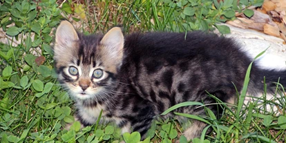 suche - Garage - Unser Katze Mimmi - Kienzlhof