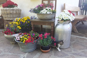 Unterkunft: Kätzchen mit Blumen - Ferienbauernhof Masunerhof
