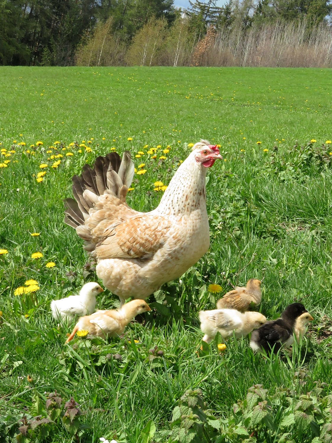 Unterkunft: Henne mit frisch geschlüpften Kücken - Strumpflunerhof