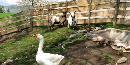 suche - WLAN - Italien - Gänse und Ziegen genießen im Sommer den Schatten unter den großen Walnussbaum - Strumpflunerhof